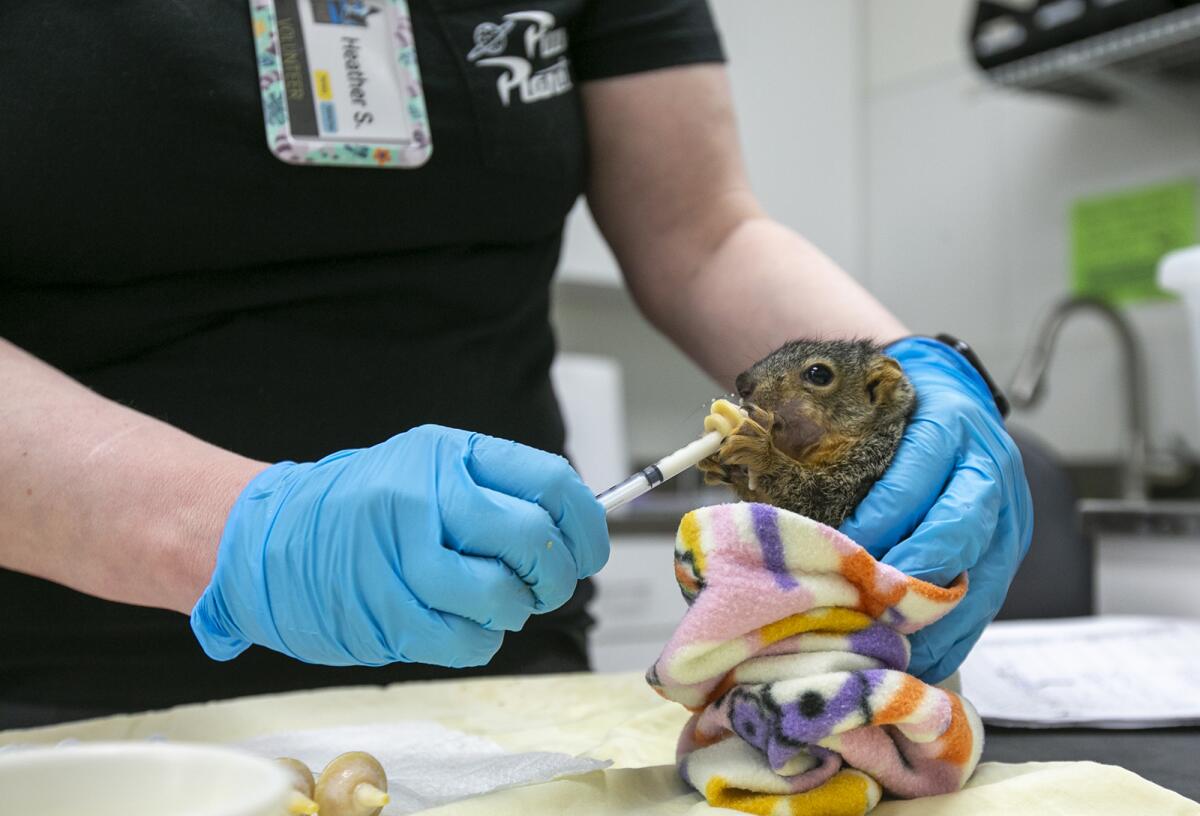 A Wetlands & Wildlife Care Center volunteer feeds a baby squirrel at the Huntington Beach facility in April. 
