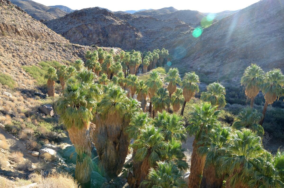 Palm Canyon's floor is shaded by some of the few native palm trees in all of Southern California.  