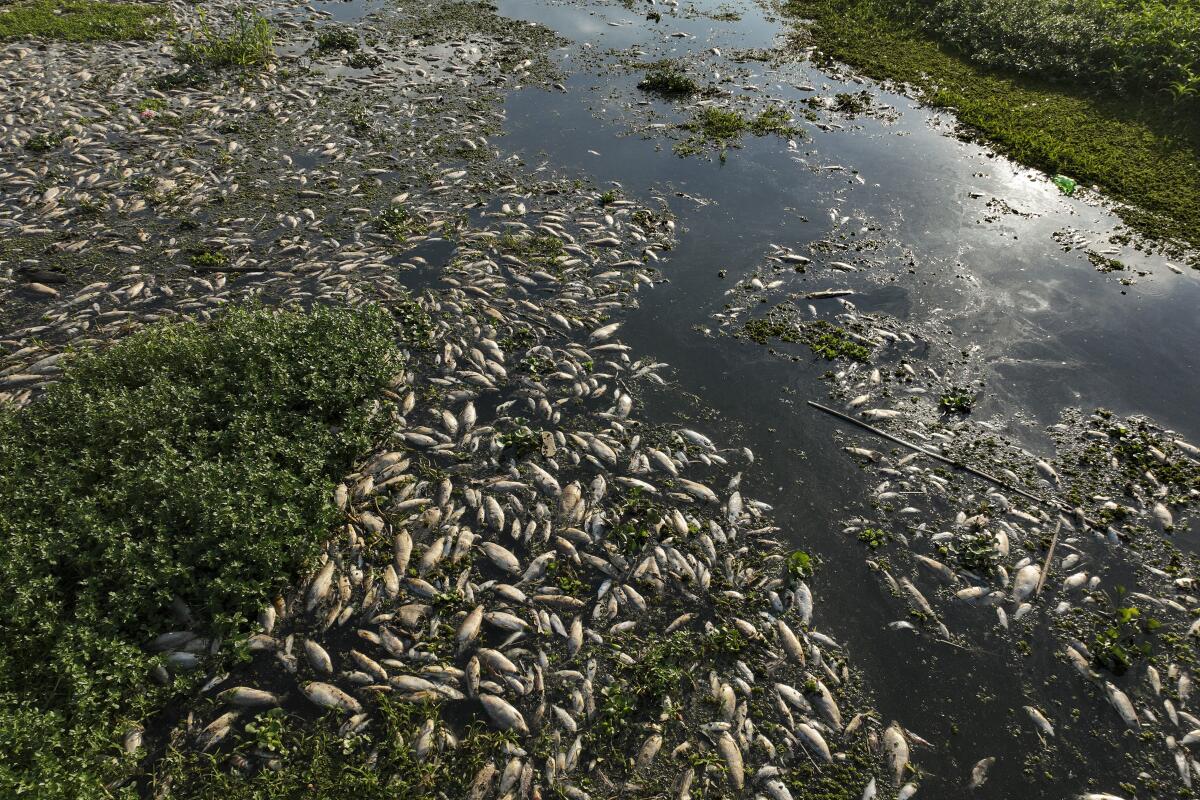 Miles de peces muertos yacen en las orillas del río Piracicaba en una zona rural de Piracicaba,