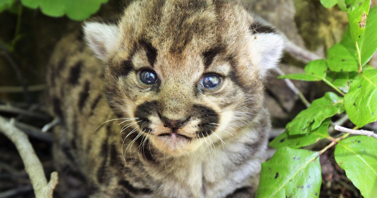 Meet the all-female mountain lion kitten trio discovered in the Simi Hills