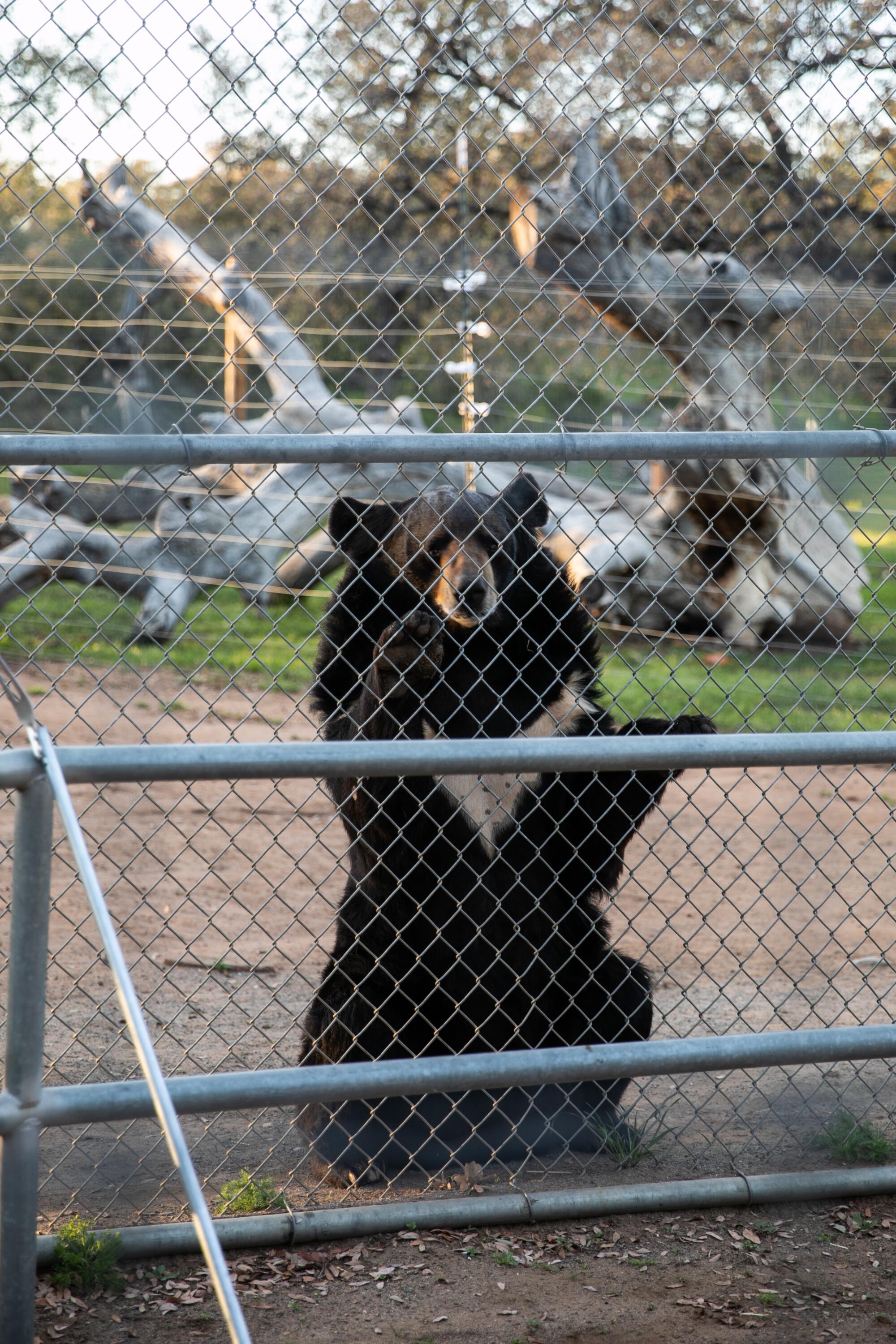 Alpine: Lions Tigers & Bears Animal Sanctuary Guided Visit