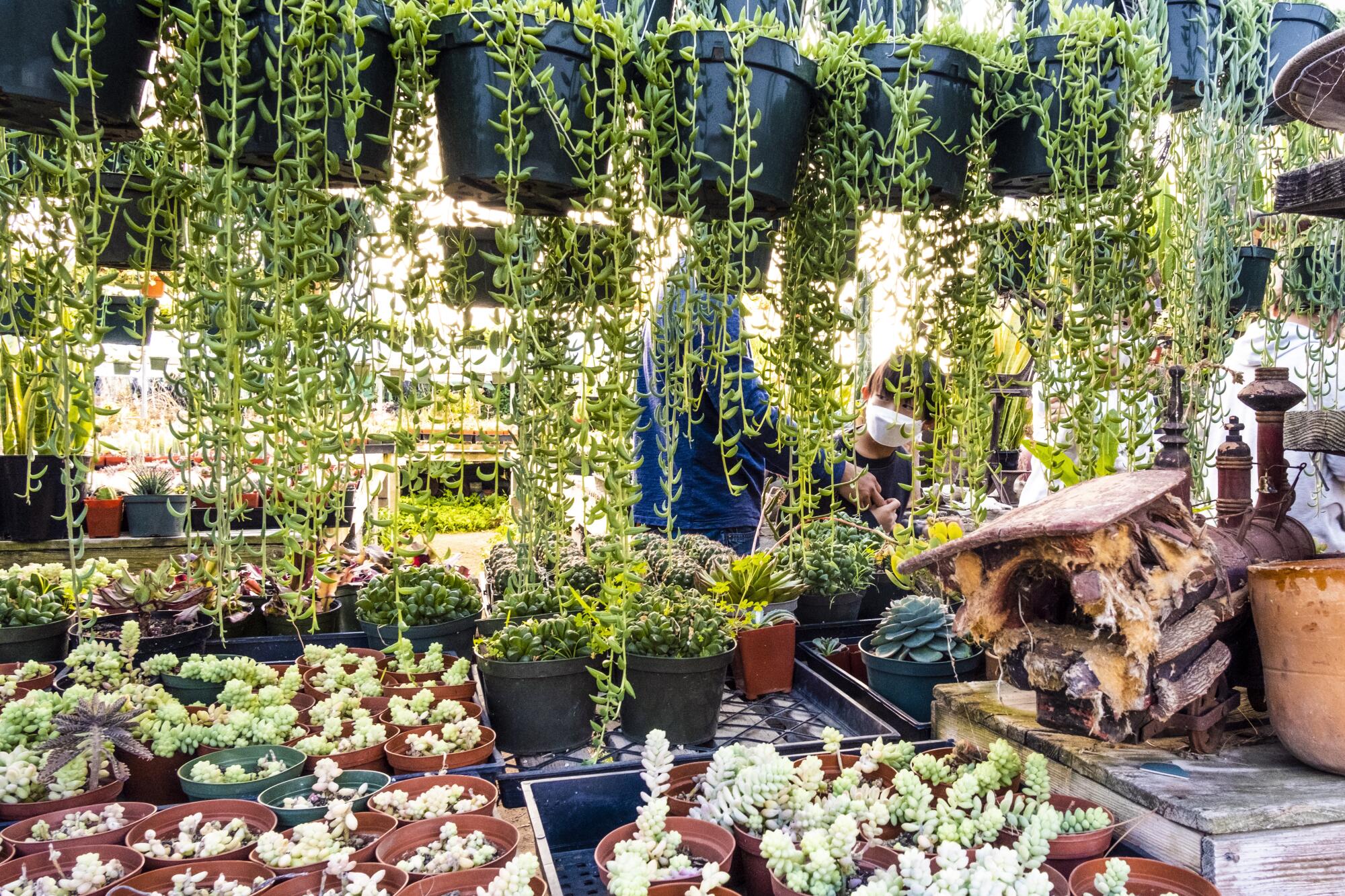 Visitors peruse an area adorned with hanging succulents.