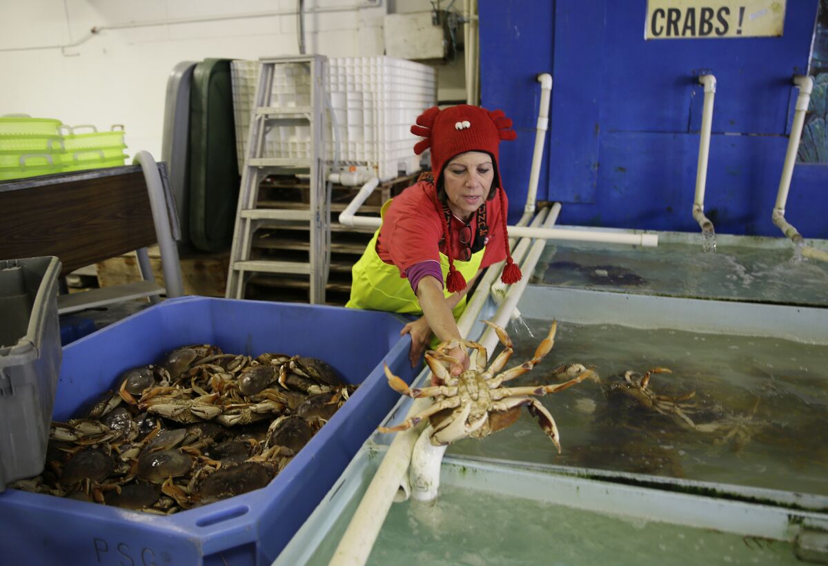 FILE - Annette Traverso unloads fresh Dungeness crab into a tank at the Alioto-Lazio Fish Co. on Fisherman's Wharf on Nov. 16, 2016, in San Francisco. There will be more Dungeness crab on the market just in time for New Year's menus. California's Department of Fish and Wildlife announced Wednesday, Dec. 15, 2021, that the long-delayed commercial crab fishing season in coastal areas near San Francisco will begin Dec. 29, the last portion of the California coast still off-limits to fishing gear, the Mercury News reported. (AP Photo/Eric Risberg, File)