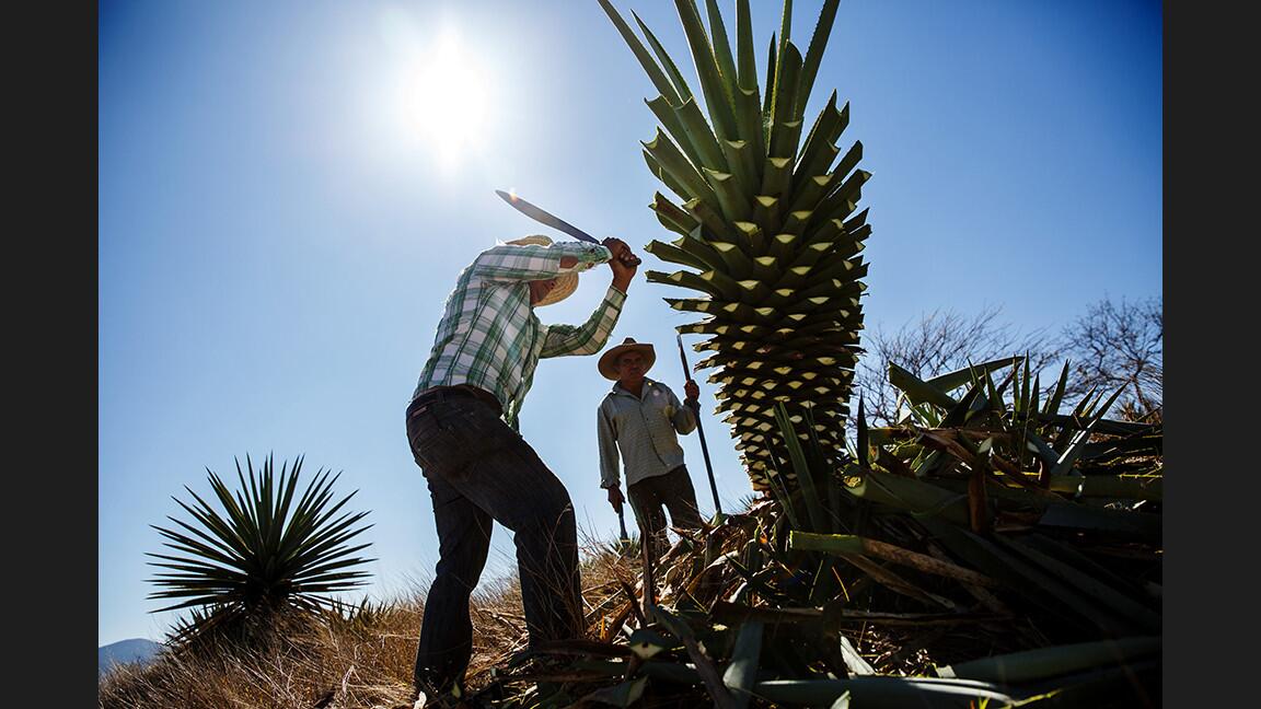 Manuel Ramos Sanchez, left, and his father, Victor Ramos Lucas, harvest a mature maguey to produce mescal in Miahuatlan, Oaxaca.