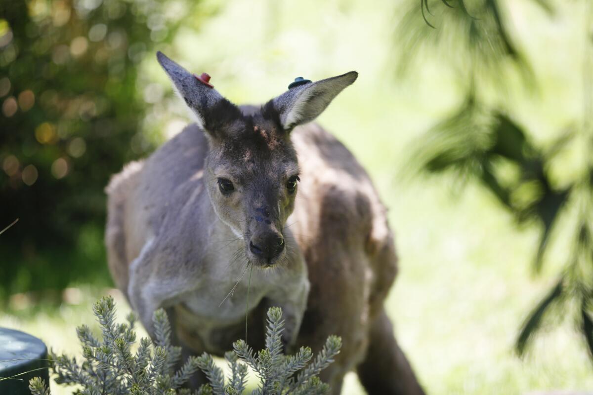 The new Walk About Australia exhibit will include up to ten kangaroos and six wallabies that will freely roam the exhibit for the public.
