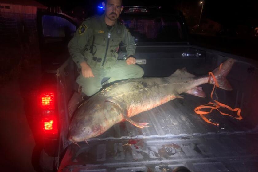 Wildlife officers have arrested eight men on suspicion of poaching white sturgeon from Sacramento Valley waterways.
