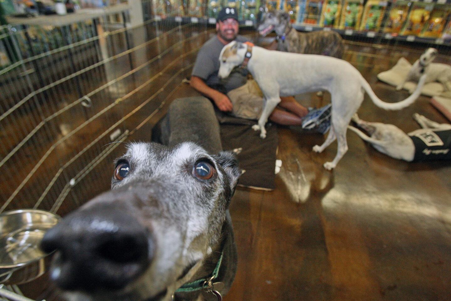 Greyhound Eddie gets close hoping to be petted with Scott Atwell sitting with other greyhounds in the background at Centinela Feed & Pet Supplies in Burbank where Grey Save sets up a pen with a group of personal grey hounds to let people know about their organization on Saturday, July 5, 2014. Grey Save has been setting up at the pet store on Saturdays since December. All the dogs in the pen are former racing dogs.