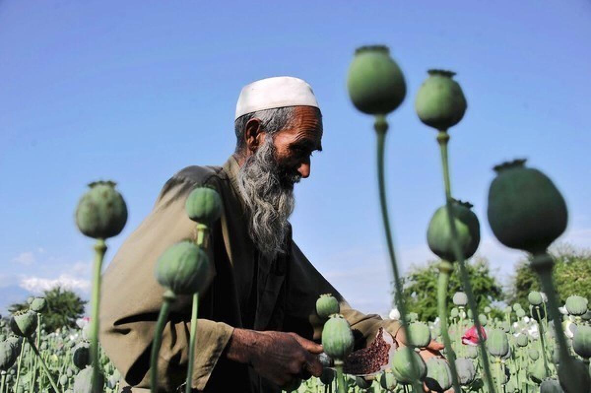 An Afghan farmer works in an opium poppy field in Nangarhar province in April. Opium poppy cultivation in Afghanistan reached a record high in 2013, the United Nations said Wednesday.