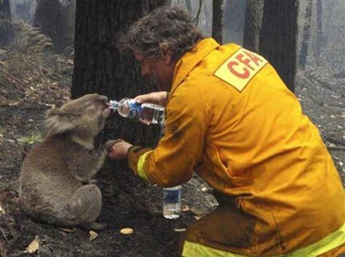 Local CFA firefighter David Tree shares his water with an injured Australian Koala at Mirboo North after wildfires swept through the region on Monday, Feb. 9, 2009.
