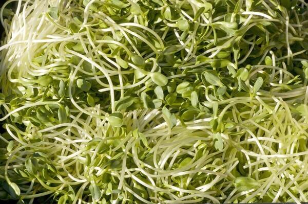 Safflower sprouts