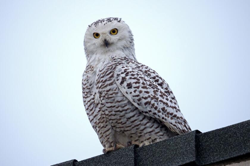 A Snowy owl perches on a home on the 11600 block of Onyx St., in Cypress on Friday, Dec. 30, 2022. The rare sighting had birdwatchers from throughout SOuthernCalifornia coming to the quiet neighborhood to see it up close. The owl, native to the Artic regions of North America and the Palearctic and which typically winters in Southern Canada and Northern United States, has been seen hanging around this Southern California neighborhood for about one week.