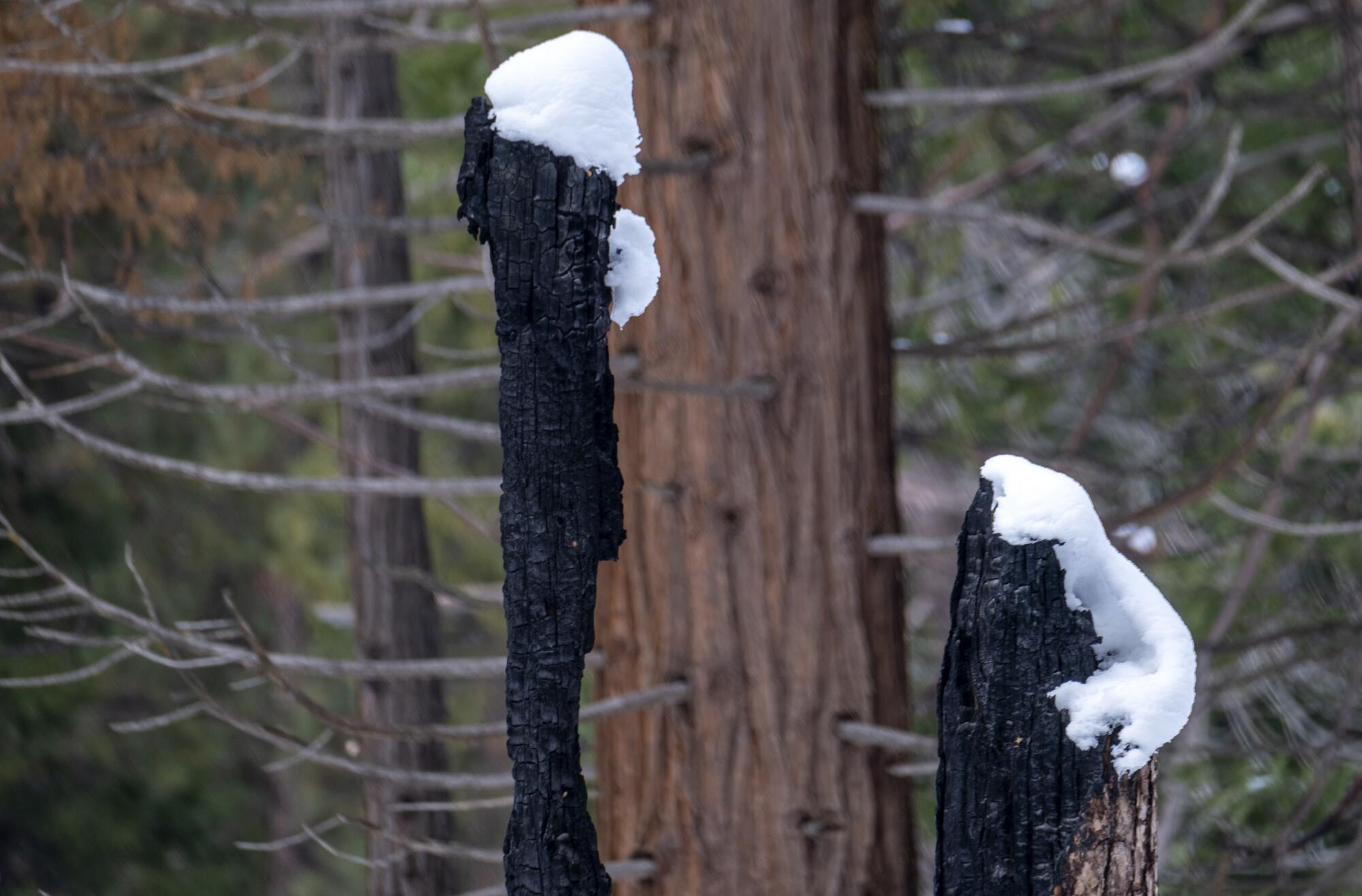 Clumps of snow top the stubs of blackened trees.