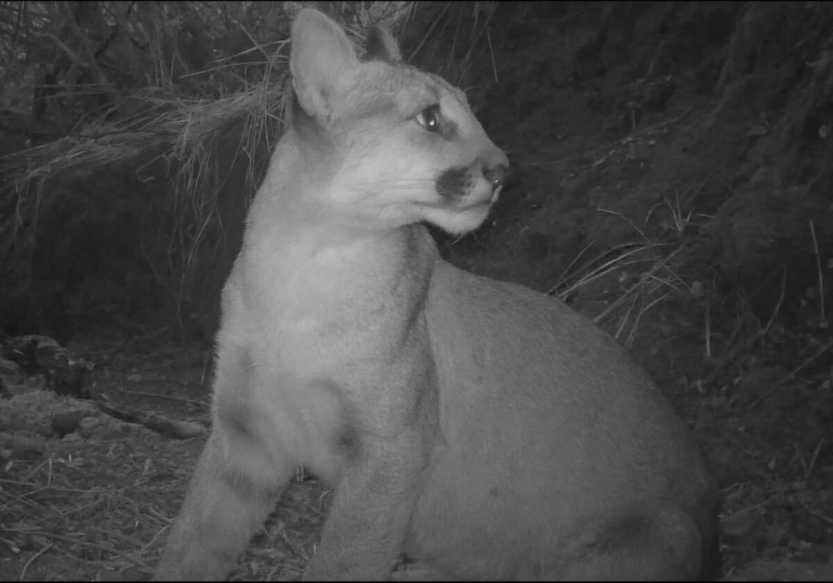 P-97, an 18-month-old male mountain lion, was struck and killed on the southbound 405 Freeway 
