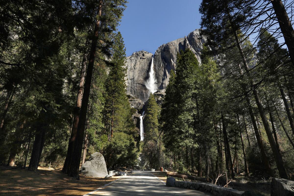 Yosemite Falls seen in the distance through an avenue of pine trees.