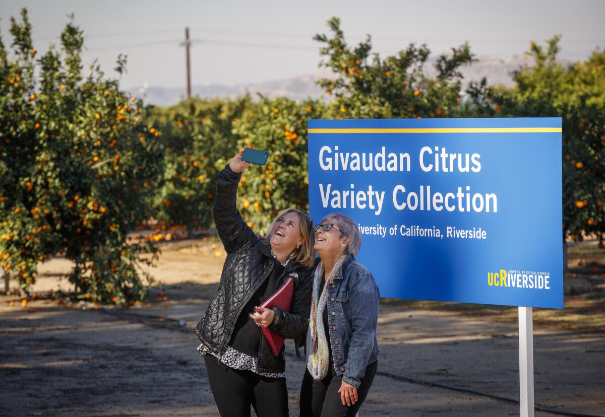 Tracy Kahn, right, and Givaudan global citrus product manager Dawn Streich take a photo in front of UC Riverside's Givaudan Citrus Variety Collection. The Swiss company donated $3.5 million to help protect the collection from citrus greening.