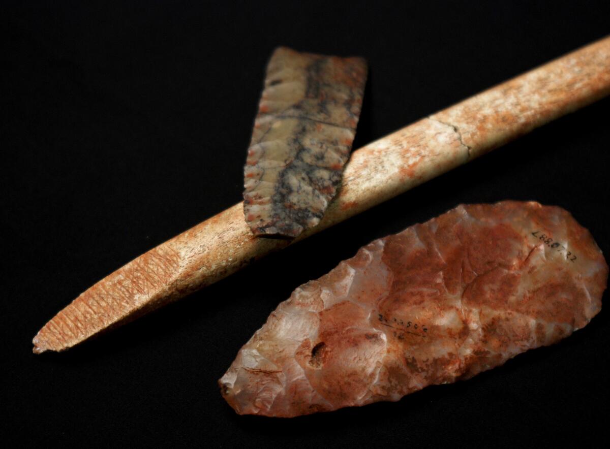 Scientists are analyzing ancient and modern DNA to learn more about how people first colonized the Americas. Pictured here: tools discovered in 1968 at a Clovis-era burial site in western Montana, alongside remains of a boy who died more than 12,000 years ago, known as Anzick-1. The child's DNA was used as a basis for comparison in two new genetics studies released on Tuesday.