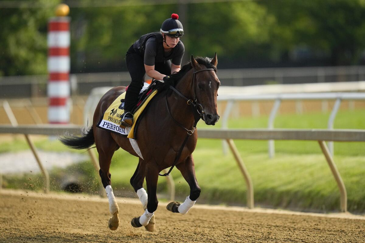 Preakness Stakes entrant Perform works out at Pimlico Race Course on Wednesday.