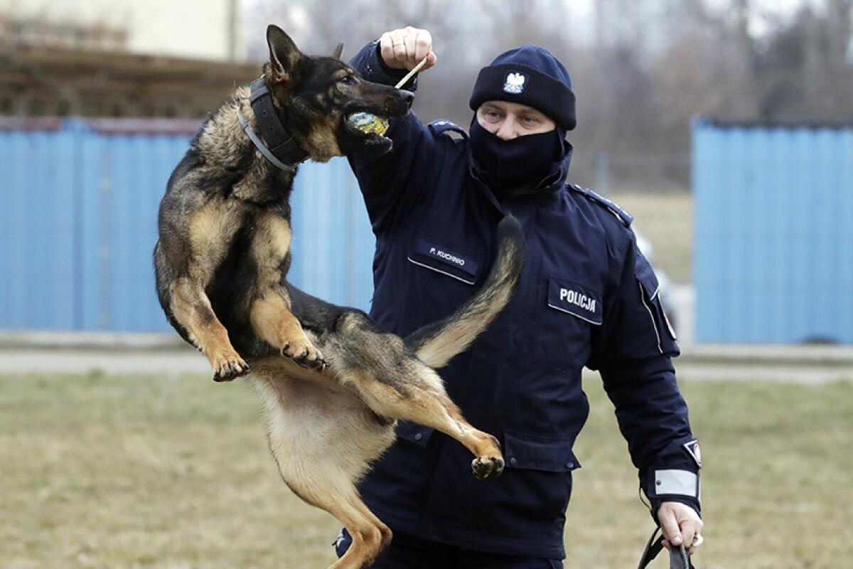 Officer Pawel Kuchnio with Warsaw police sniffer dog Orbita.