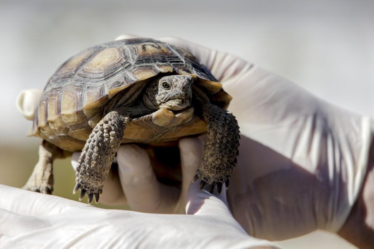 One of 1,185 desert tortoises that was set to be translocated in preparation for expanded Marine Corps exercises near Twenty-Nine Palms, Calif.