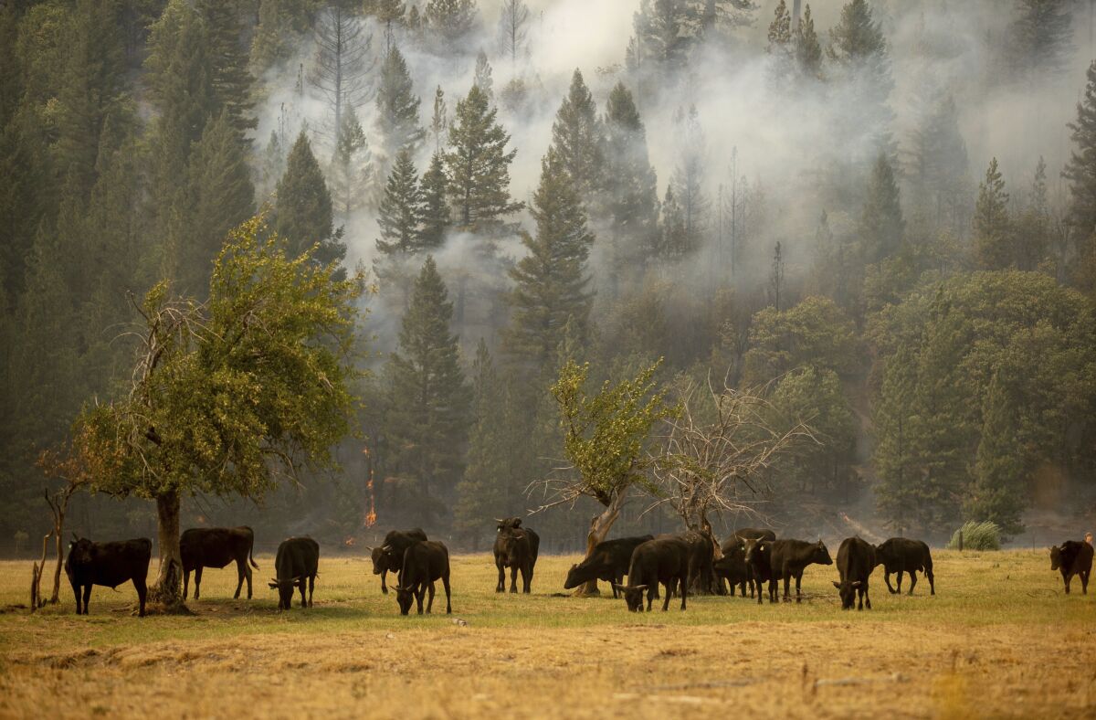 Smoke sifts through trees where cows graze.