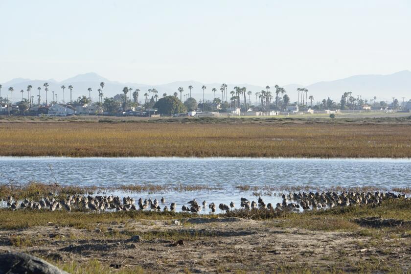 Imperial Beach, California, USA January 10th, 2019 | The Tijuana River National Estuarine Research Reserve floods during the morning high tide. Birds on the edge of the water. Imperial Beach prepares for the King Tide along the San Diego coastline. | (Alejandro Tamayo, The San Diego Union Tribune 2019)