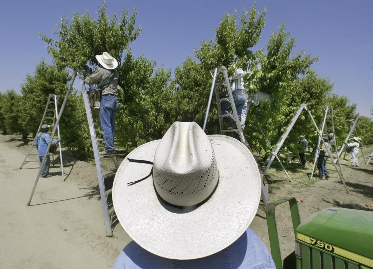 A foreman watches workers pick fruit in an orchard in Arvin, Calif.