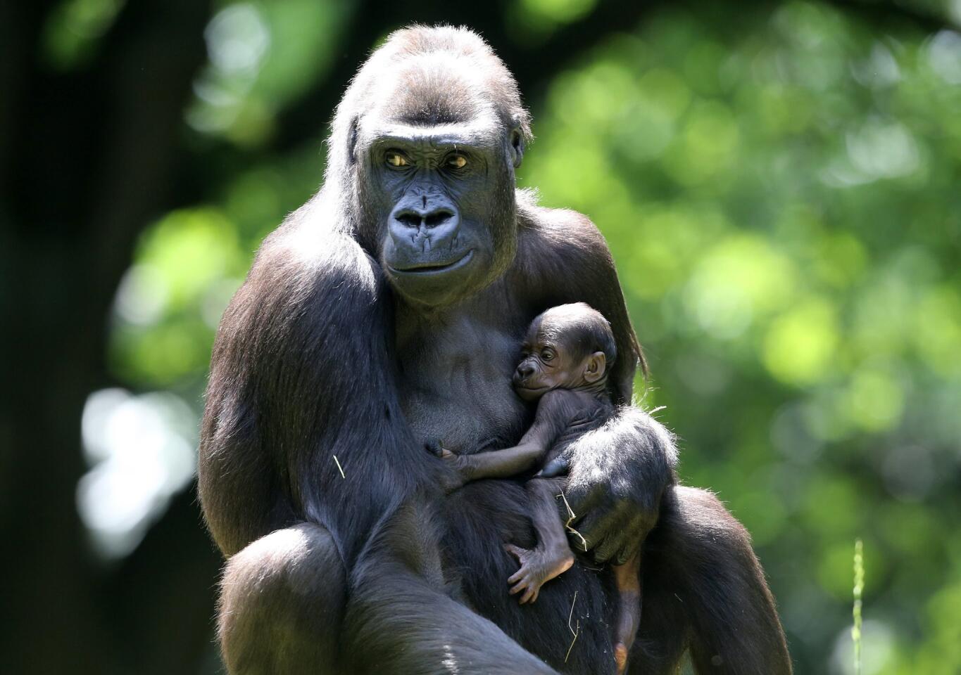 Gorilla mother Safiri holds her still nameless 1-week-old baby at the zoo in Duisburg, Germany, on June 10, 2016.