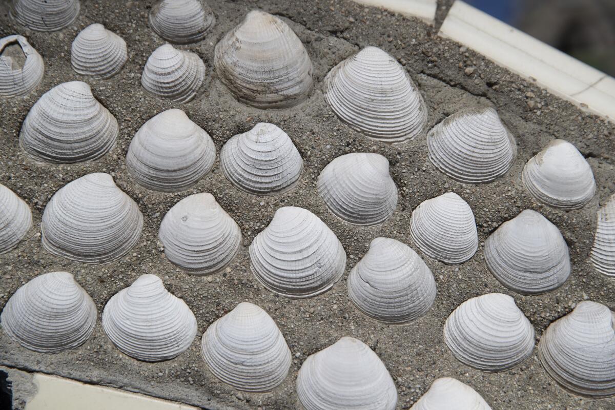 Rodia frequently grouped shells of similar shape and color in his sculpture, but the shells are not necessarily the same species.