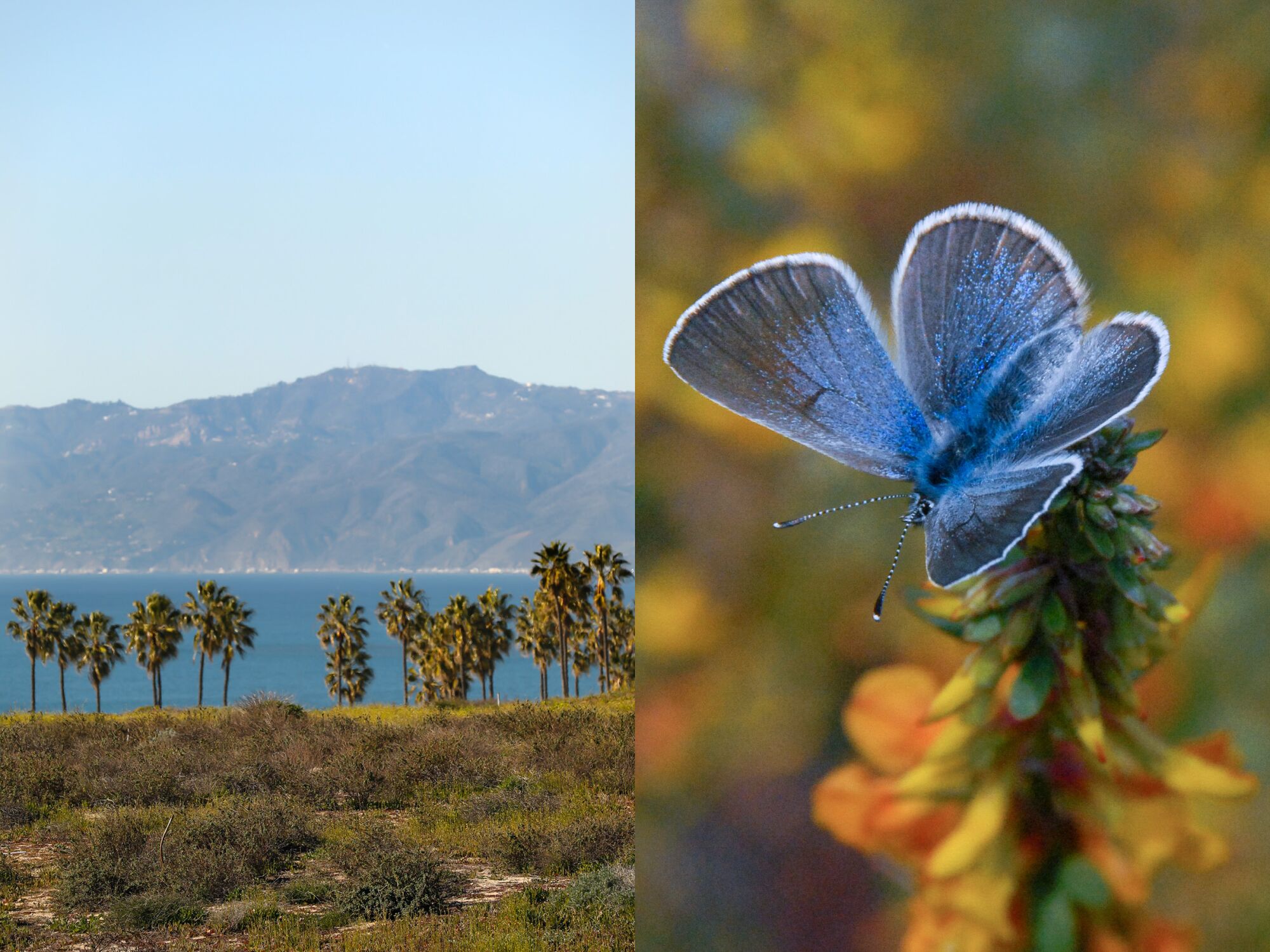 Two photos side by side, one of a landscape featuring green bushes, palm trees and ocean, and the other of a butterfly