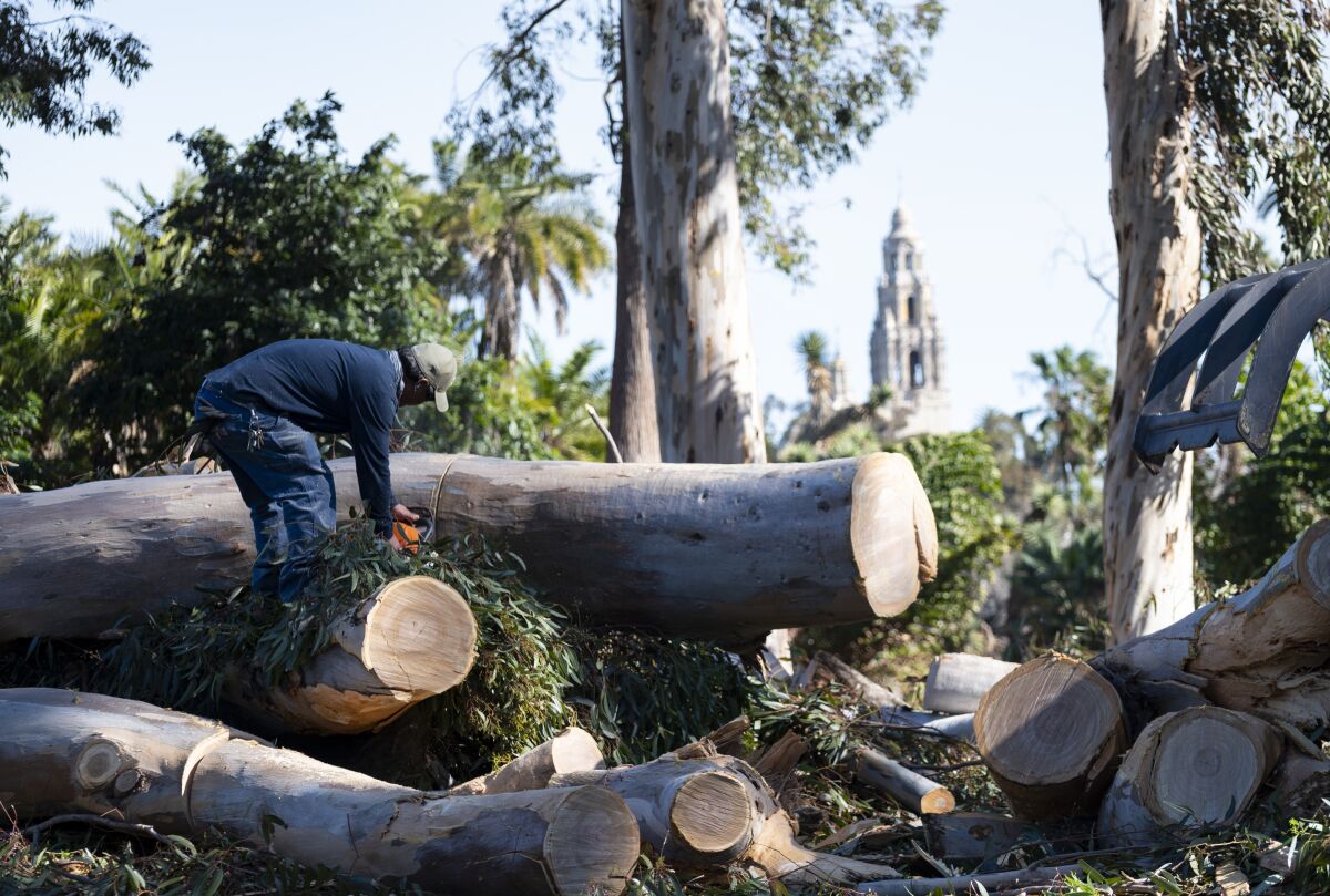 A city worker cuts a fallen tree into smaller pieces in Balboa Park as the Santa Ana winds blow through San Diego.