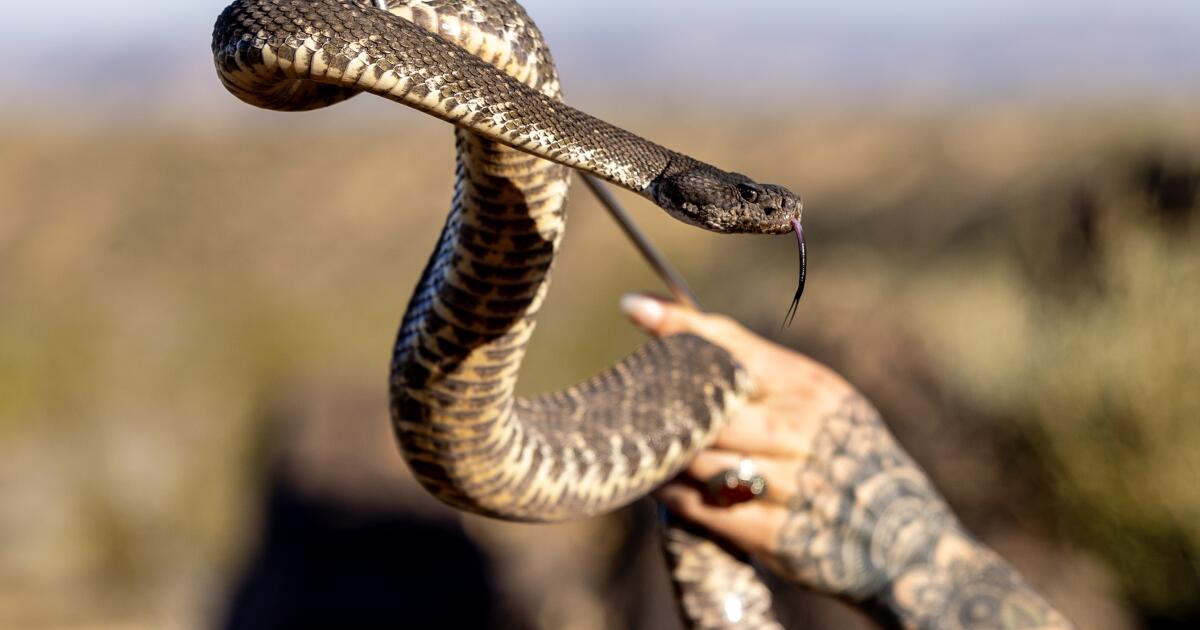 La morsure de serpent à sonnette sur le campus de Cal State est le sixième incident dans le comté de Ventura depuis la mi-mars