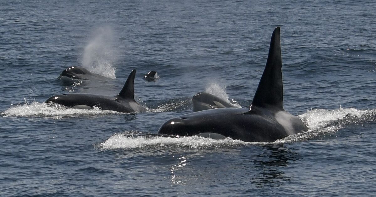 Two dozen killer whales spotted celebrating a hunt off the San Francisco coast