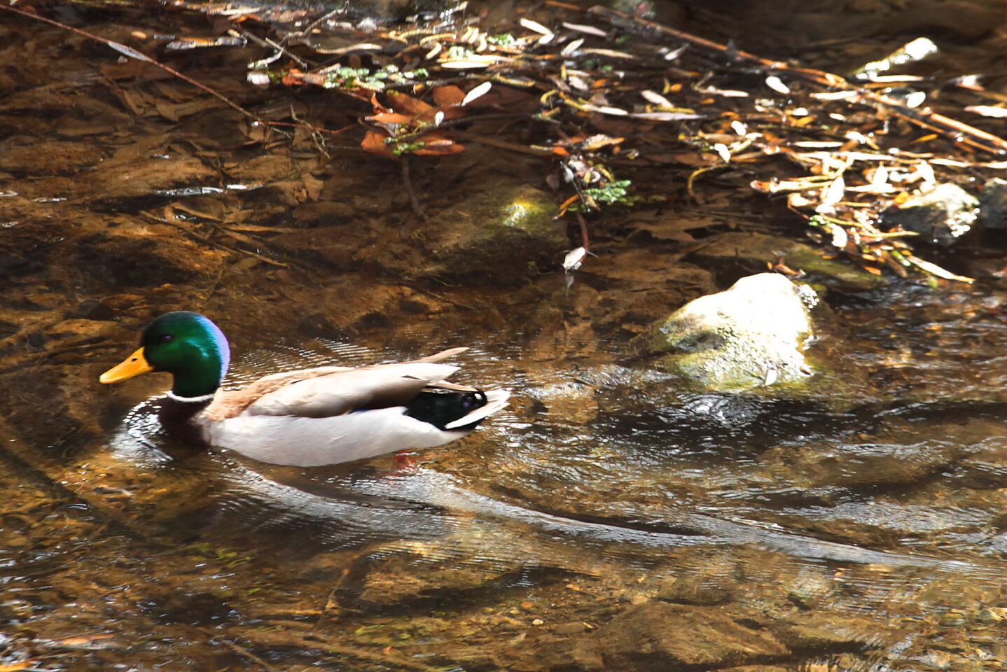A mallard on the north fork of the Arroyo Conejo in Wildwood Park near Paradise Falls.