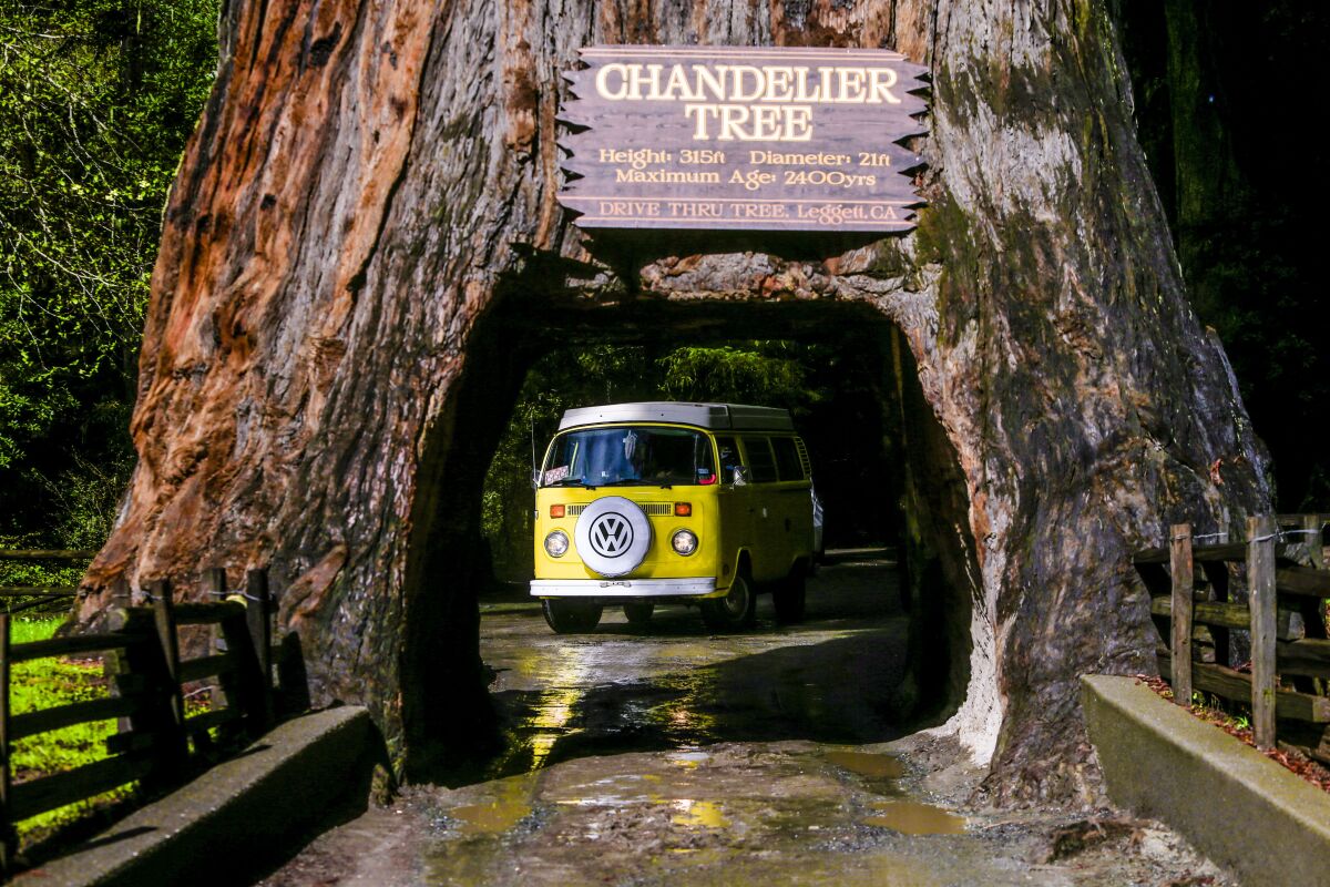 A yellow VW bus drives through Chandelier Tree. 