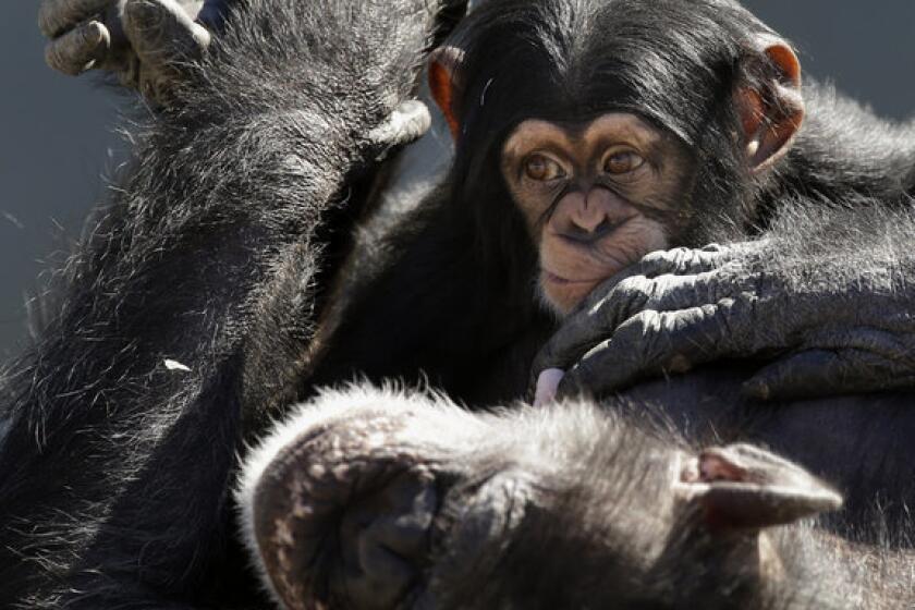 Proposed guidelines from the U.S. Fish and Wildlife seek to reclassify chimps as 'endangered' rather than 'threatened,' a status that offers the animal less protection. Above: A mother chimp relaxing with her baby at Chimp Haven in Keithville, La.