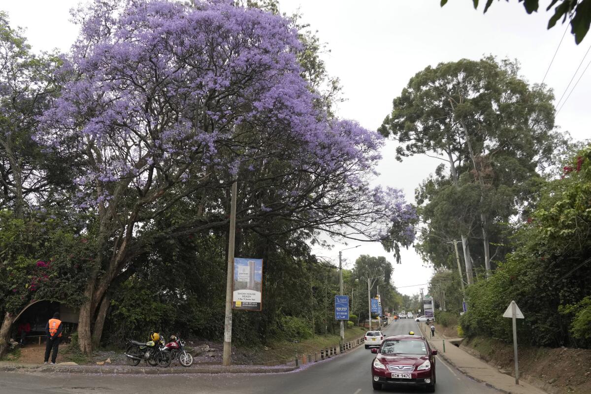 Una jacaranda en flor en Nairobi, Kenia, 26 de octubre de 2023.