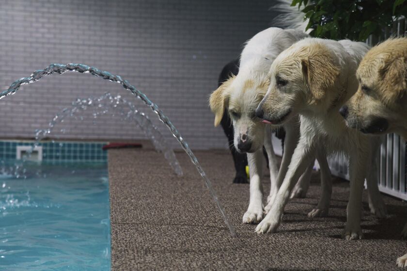 Dogs investigate a spraying water feature at a waterpark for dogs at the boarding kennel Petsville in Dubai, United Arab Emirates, Monday, July 20, 2020. As Dubai enters its hot summer months, when the temperature routinely goes above 45 degrees Celsius, or 113 degrees Fahrenheit, those with dogs are looking for ways for their pups to cool off and exercise. (AP Photo/Jon Gambrell)