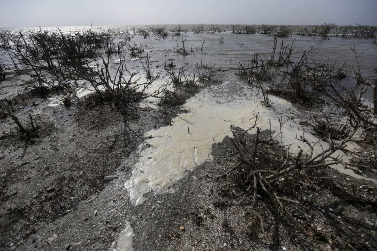 In an April photo, slowly eroding oil residue is seen among dead mangrove at Cat Island in Plaquemines Parish, La.