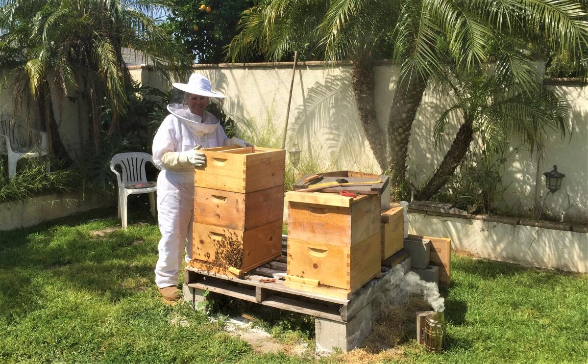 Orange County Beekeepers Assn. President Liz Savage with backyard beehives in Fullerton, where beekeeping is legal.