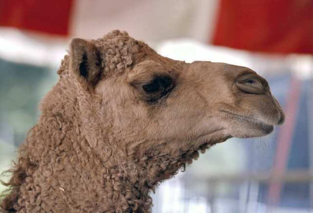 A dromedary camel hangs out in its pen as the Ramos Bros. Circus tent is erected on the Civic Center Auditorium's parking lot in Glendale. The circus is in town through Monday, Dec. 3. PETA is calling on the city to revoke the circus' permit.