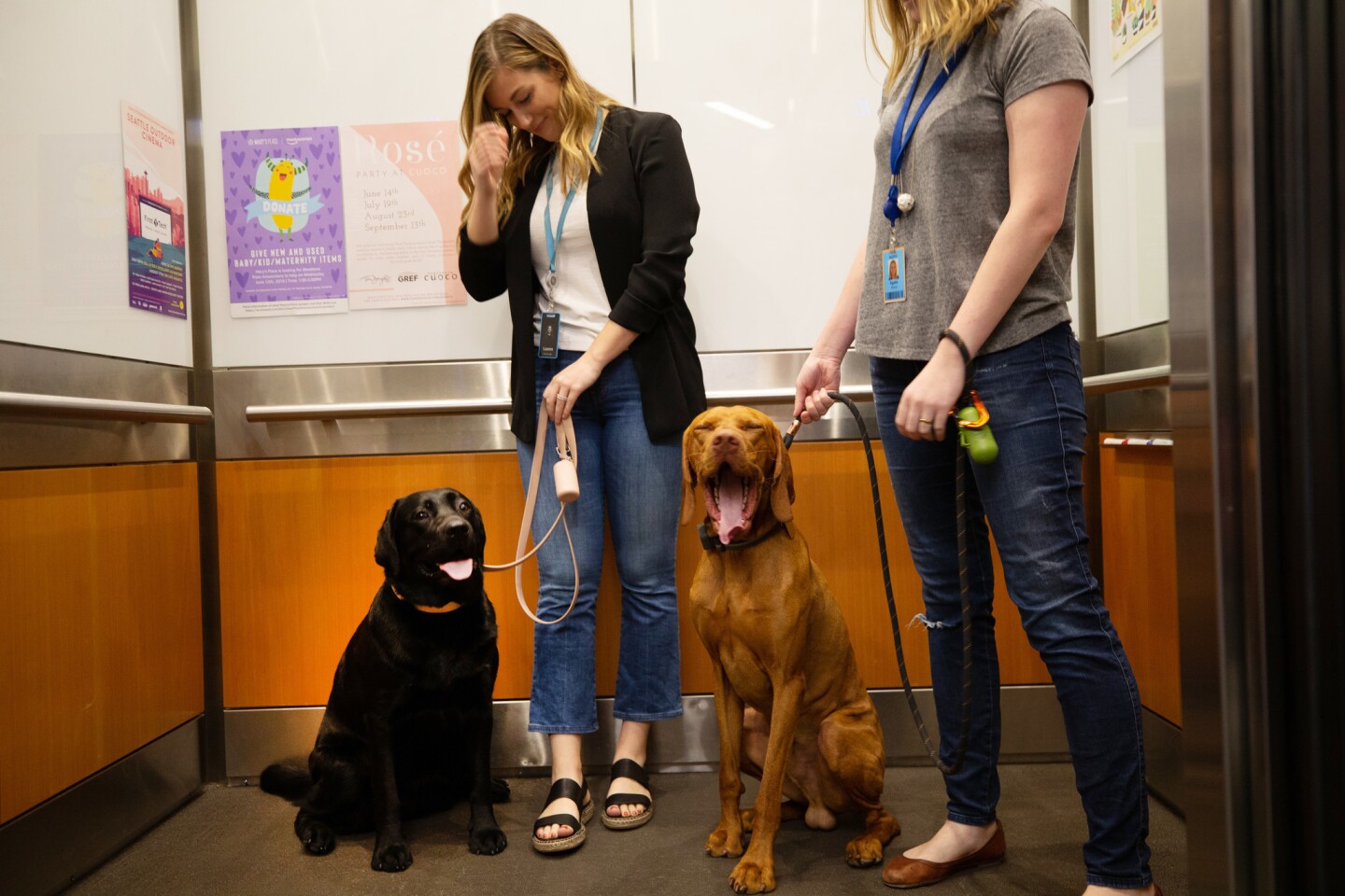 Lauren Lee , left, and Agata Skora with their dogs, Emmy and Manu, head up the elevator for a day of work with their owners at Amazon in Seattle.