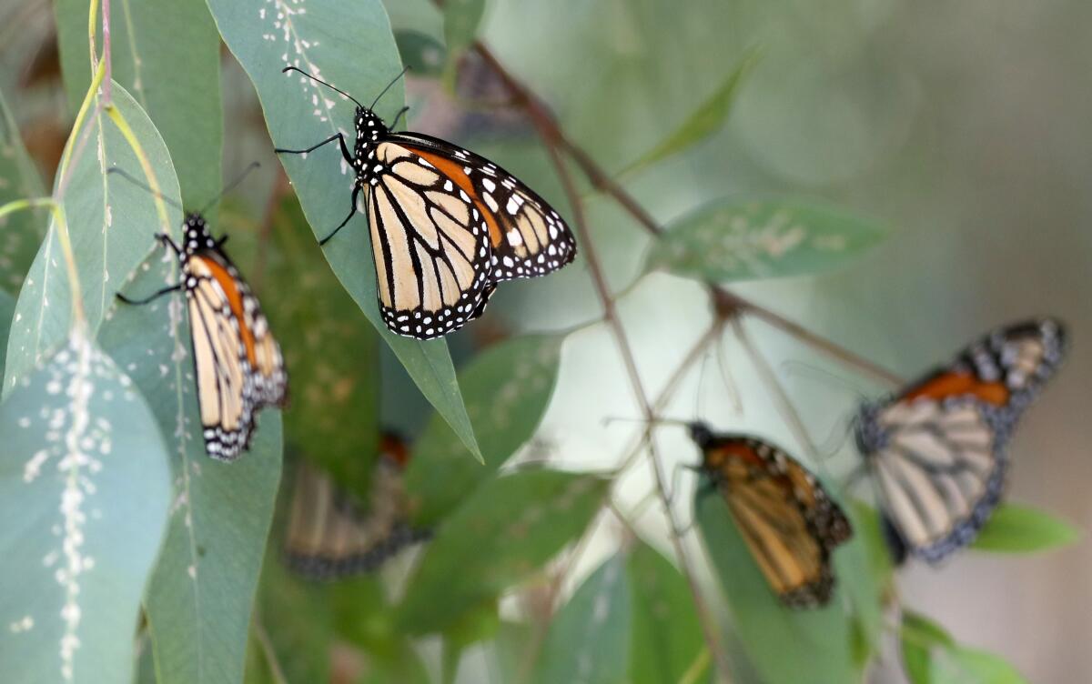 Migrating endangered monarch butterflies congregate on branches of a eucalyptus tree in Huntington Beach.