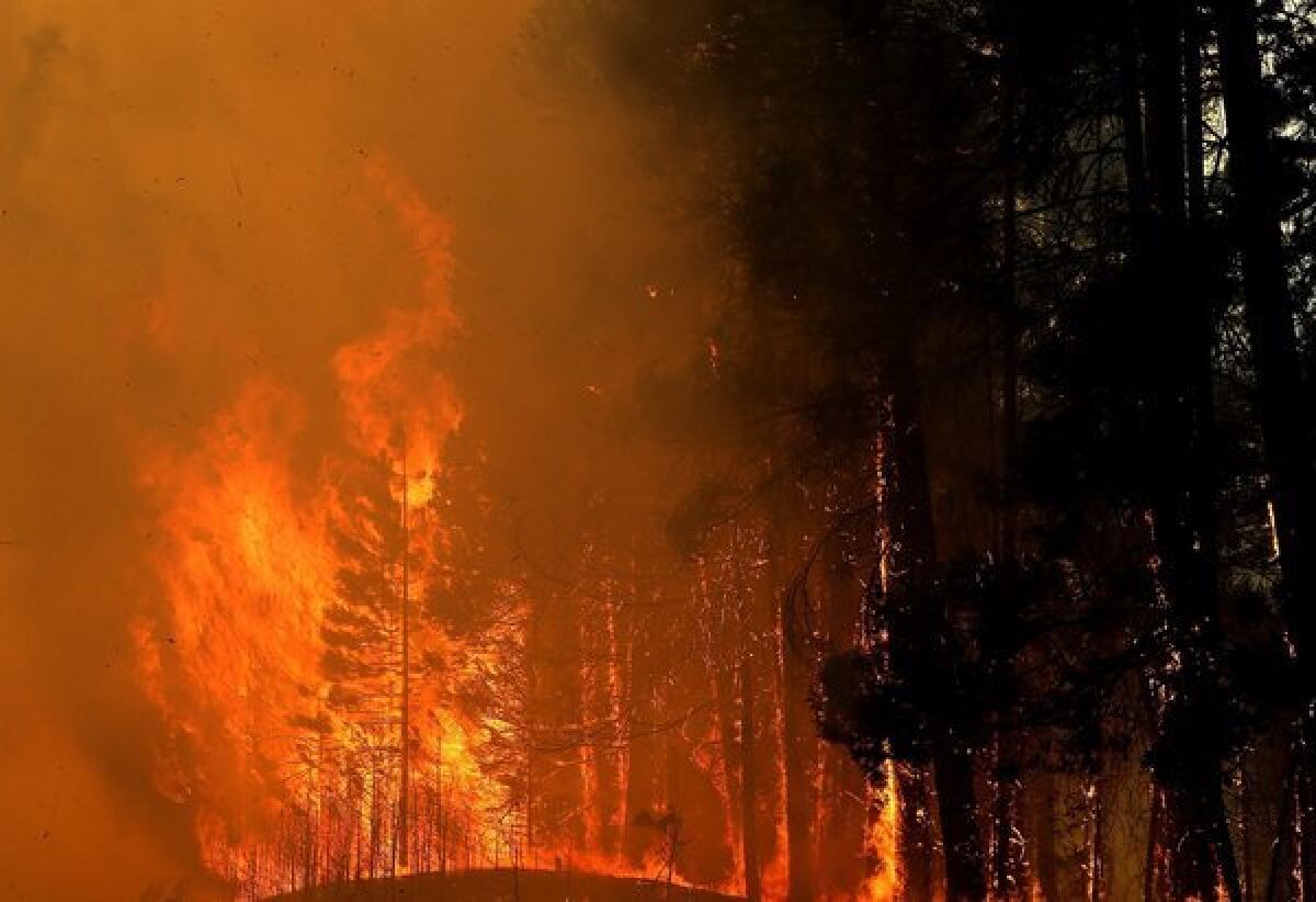 Trees burst into flames along California 120 on Wednesday, as the Rim fire continued to rage out of control.