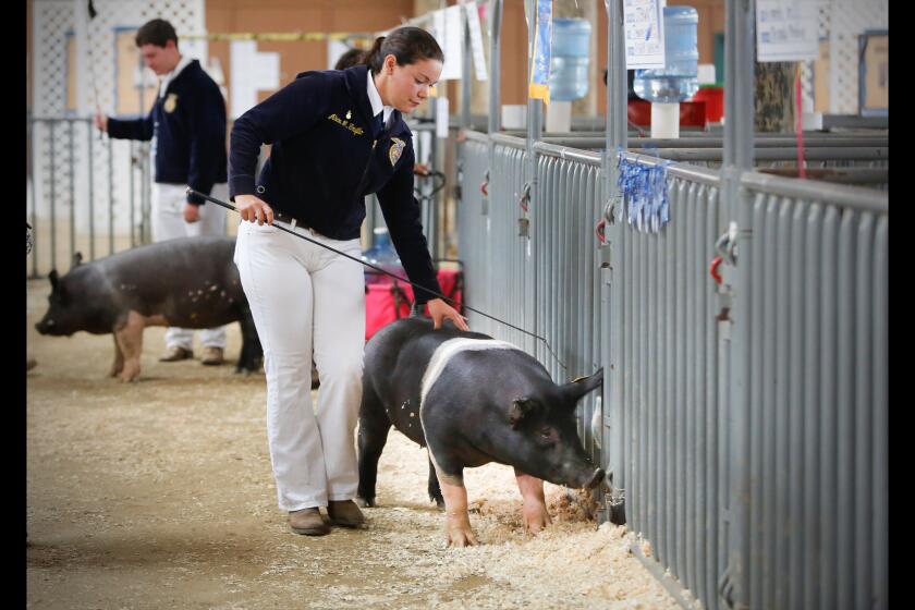 Ali Trujillo of the Mountain Empire FFA (Future Farmers of America), walks with her pig, "Clyde," a Hampshire cross, before the junior livestock auction at the San Diego County Fair began.