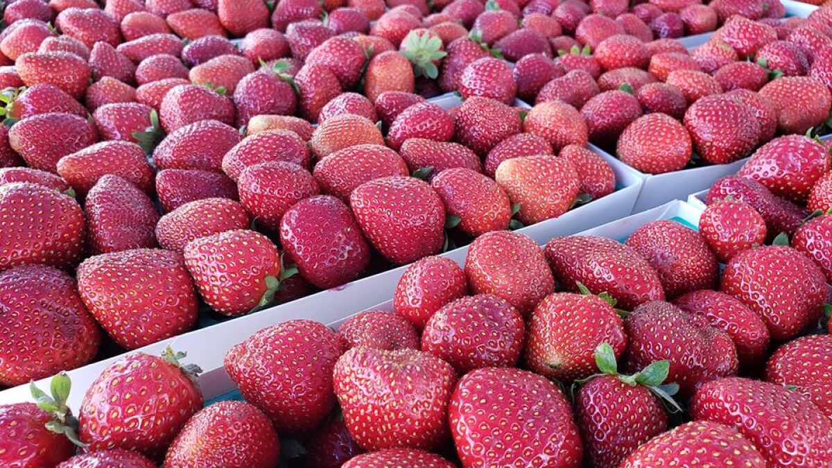 Get ready for all things strawberry at Vista's annual festival with pie eating, beer drinking - Vimarsana News