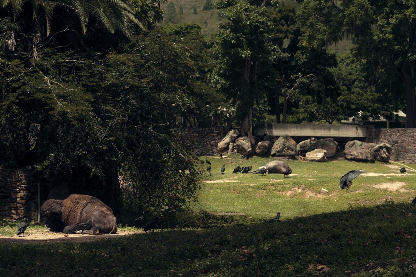 Caricuao zoo