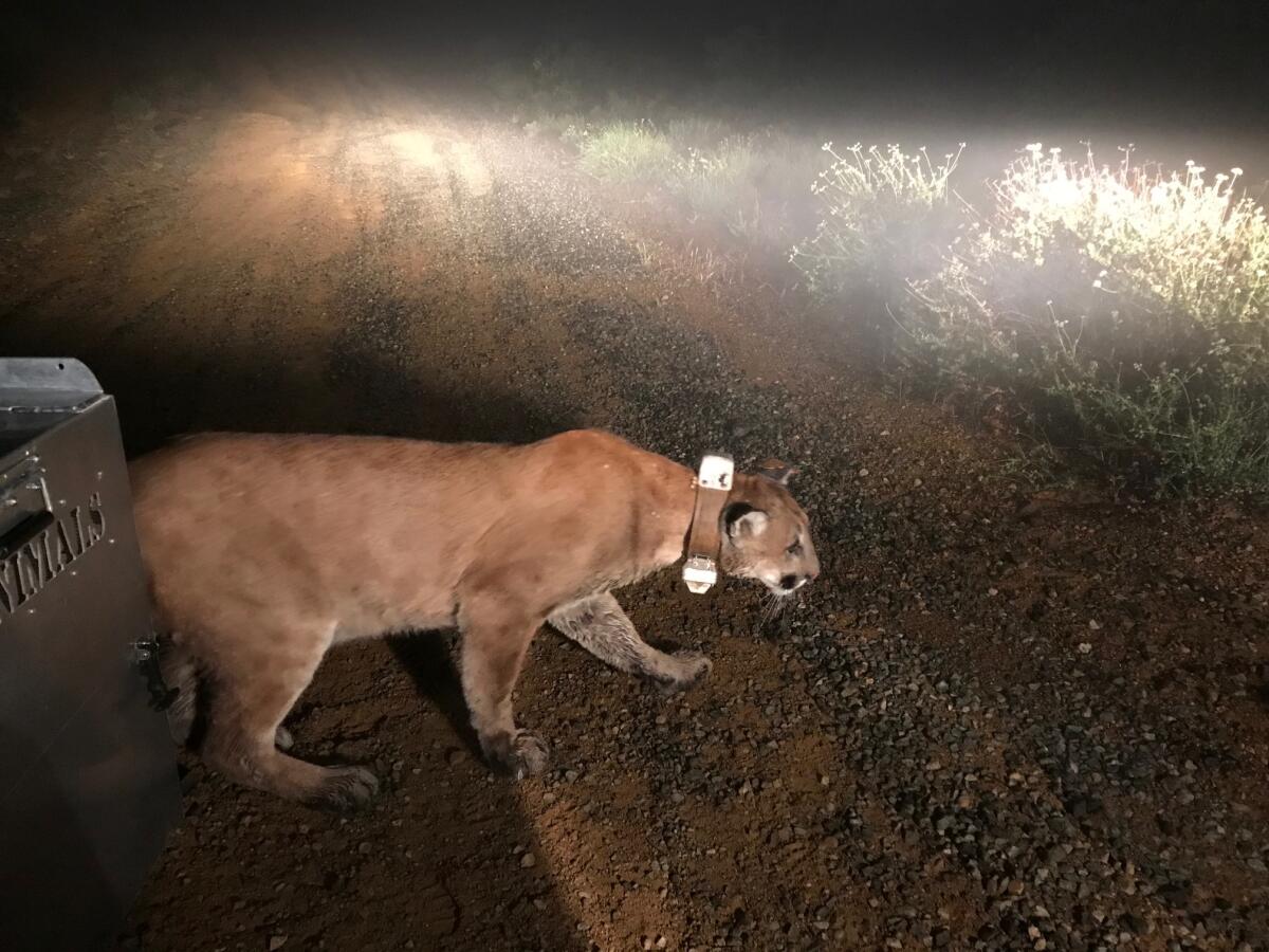 The state fish and wildlife department released the mountain lion Friday. 
