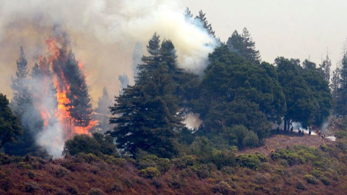Fire crews work at right as flames engulf a stand of trees during a firing operation on the ridge between Mount Manuel and the Coast Ridge Road while fighting the Soberanes Fire near the village of Big Sur on Saturday, Aug. 13, 2016.