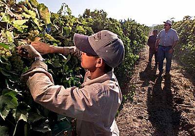Pascual Enriquez cuts canes from rows of grapevines to slow their growth. Grower Paul Khasigian and worker Fausto Juarez look on.
