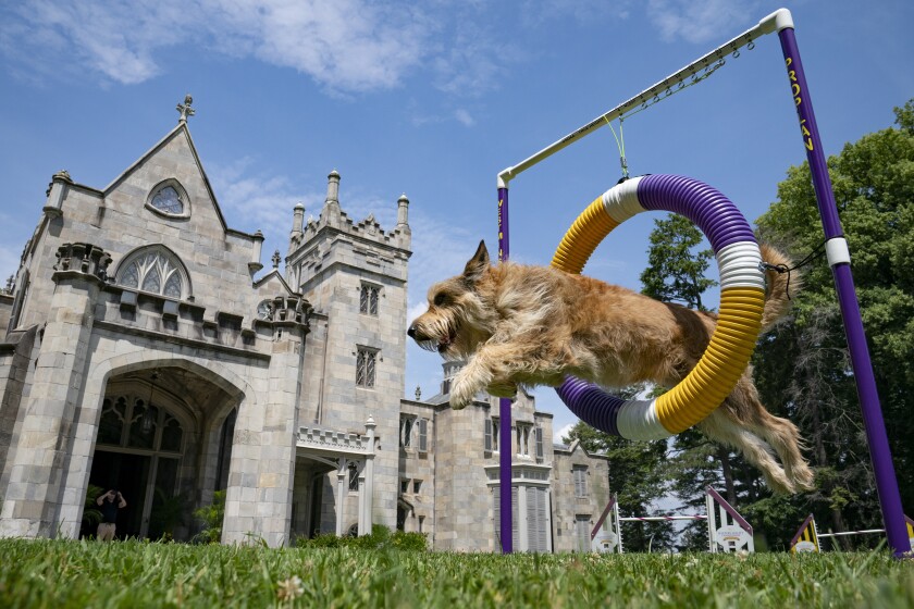 Chet, a berger picard, performs a jump in an agility obstacle Tuesday, June 8, 2021, in Tarrytown, N.Y., at the Lyndhurst Estate where the 145th Annual Westminster Kennel Club Dog Show will be held outdoors, (AP Photo/John Minchillo)
